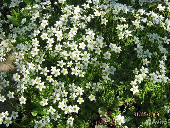 Цветы. Прайс Ч.3 Почвопокровники. Пряные