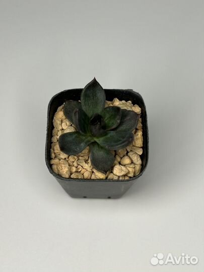 Комнатные растения: суккуленты 2