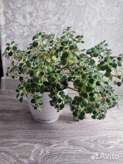 Aихризон -Деpево любви