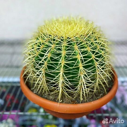 Эхинокактус Грузона (кактус) 25/25