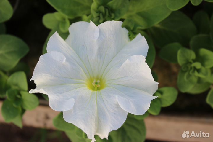 Качественная рассада петунии. На цвету