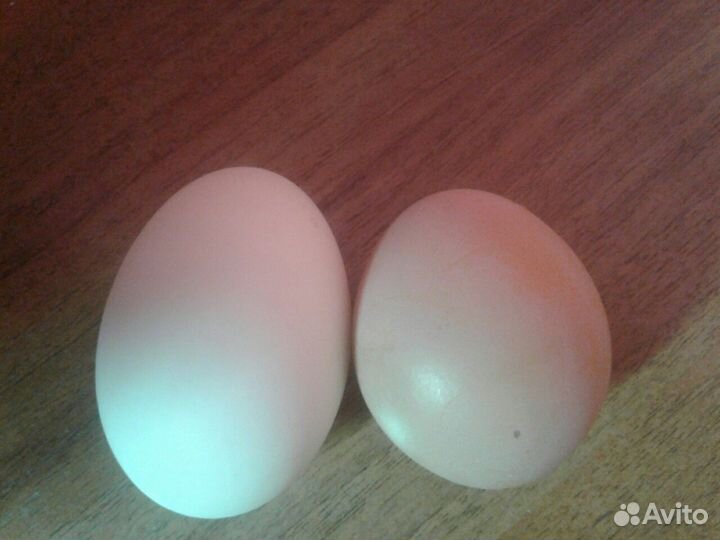 Яйцо домашнее куриное, без химии и антибиотиков