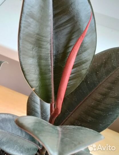Фикус Черный Принц В40 см комнатное растение