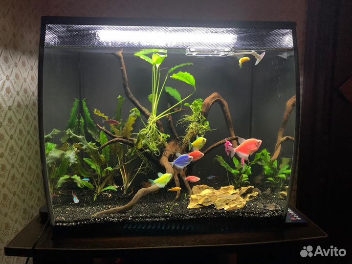 Перевозка аквариума и аквариумных рыб