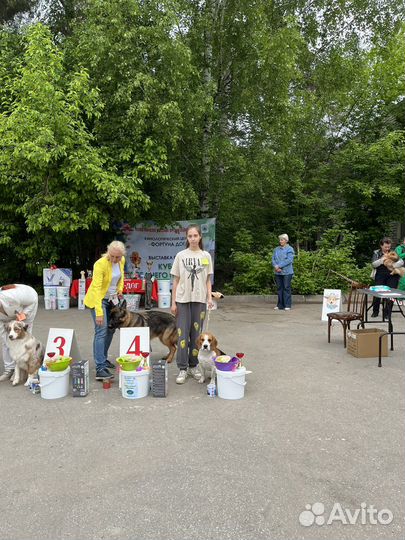 Вязка кобель бигль