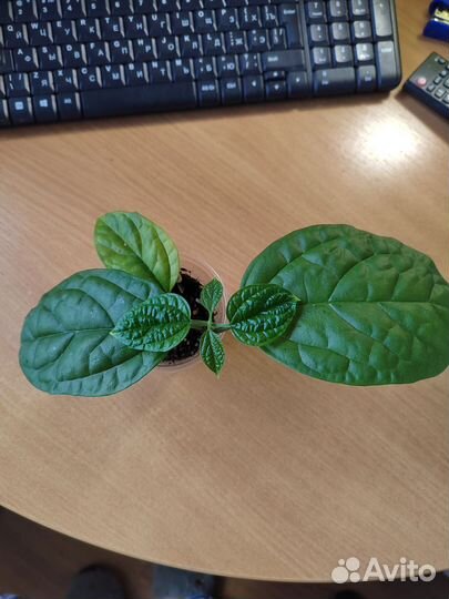 Клеродендрум Госпожи Томпсона (древо судьбы)