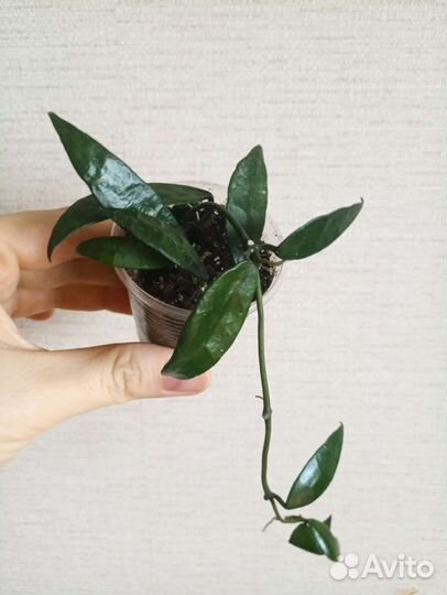 Хойя Куртиси, Эскимо, Полинейра, Ретуза, Матильда