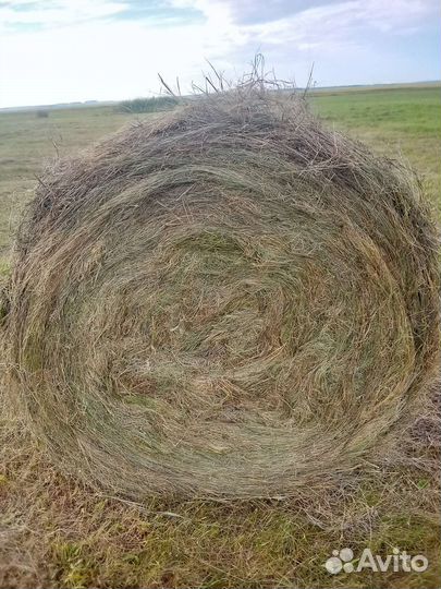 Продам сено в рулонах