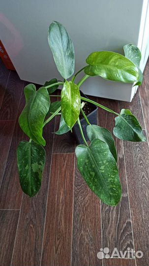Филодендрон Jose Buono