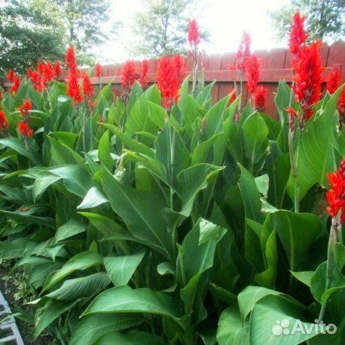 Цветы канны