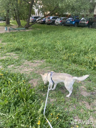 Выгул собак