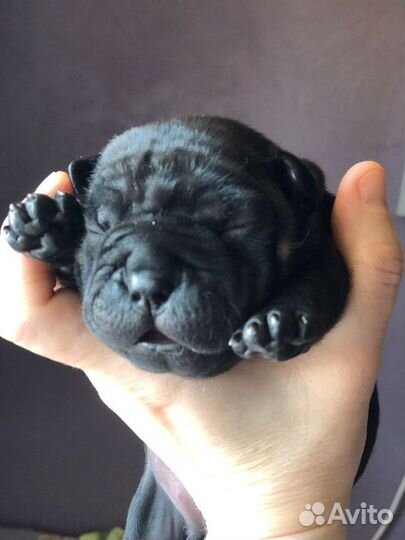 Щенки чунцина