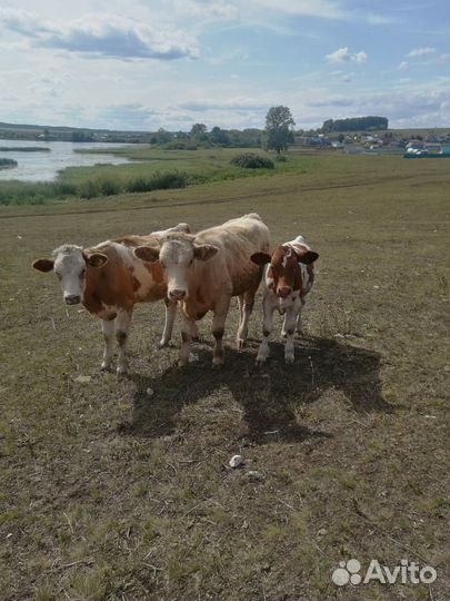 Корова,телки,телята