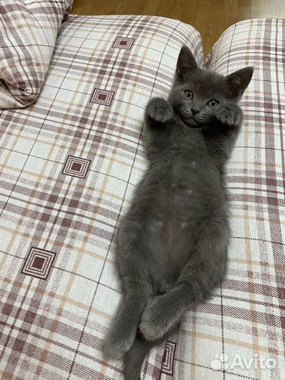 Отдам кота в добрые руки