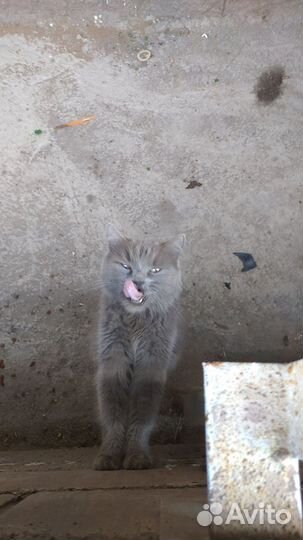 Отдадим в добрые руки кошку