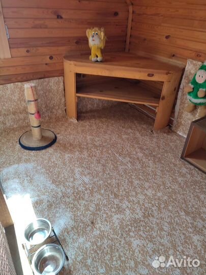 Передержка кошек, зооняня