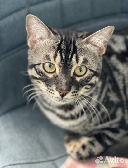 Бенгальский кот