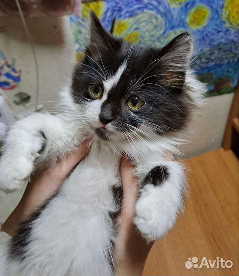 Котёнок в добрые руки