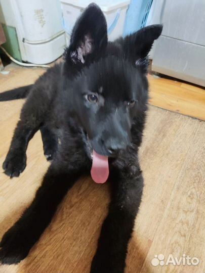 Щенок чёрный немецкой овчарки