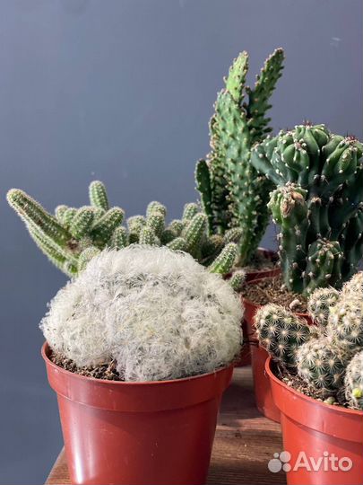 Кактус микс