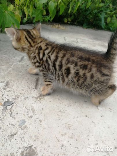 Котята