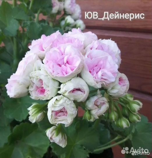 Пеларгония