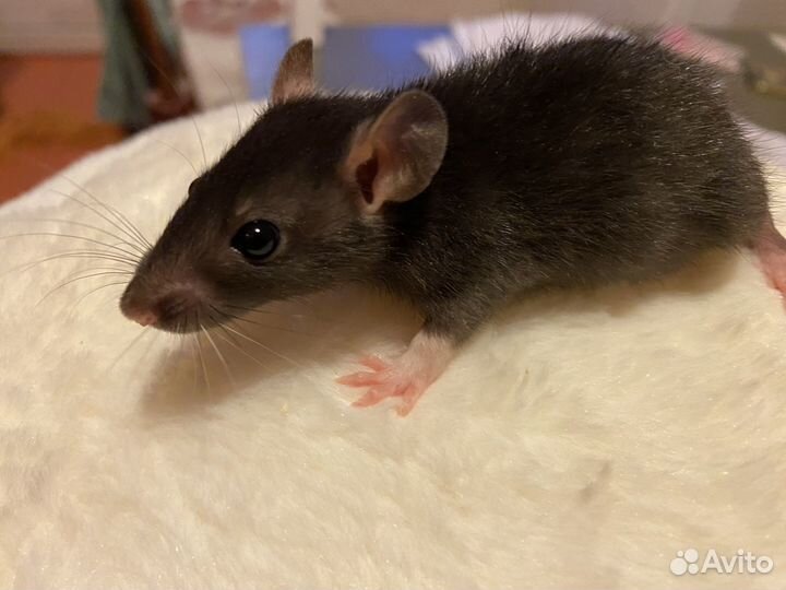 Крысята Дамбо чёрные с белым пузиком и клетки