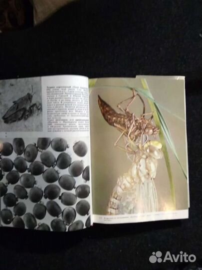 Иллюстрированная энциклопедия насекомых