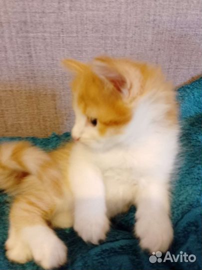 Котик в добрые руки