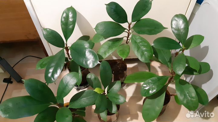 Фикус Циатистипула