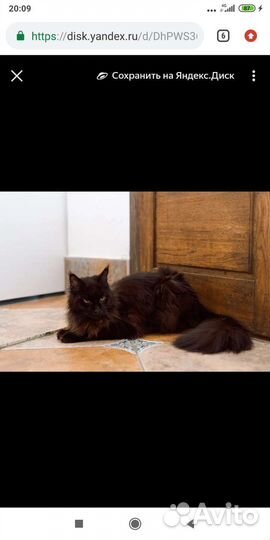 Мейн-кун девочка в добрые руки