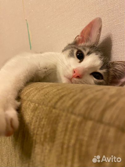 Котенок девочка