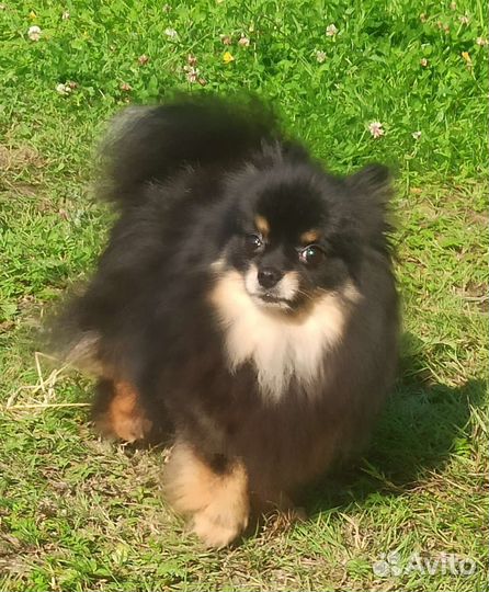 Шпиц девочка 3года