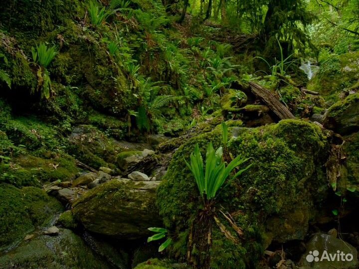 Экскурсия — Сочи — Групповая экскурсия в Воронцовс