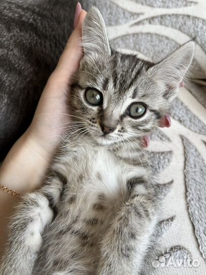 Кошечка в добрые руки