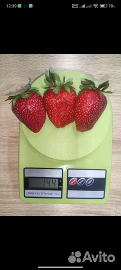 Рассада ремонтантной клубники