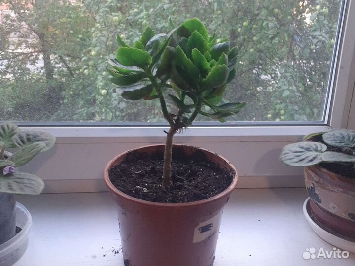 Каланхоэ цветущий