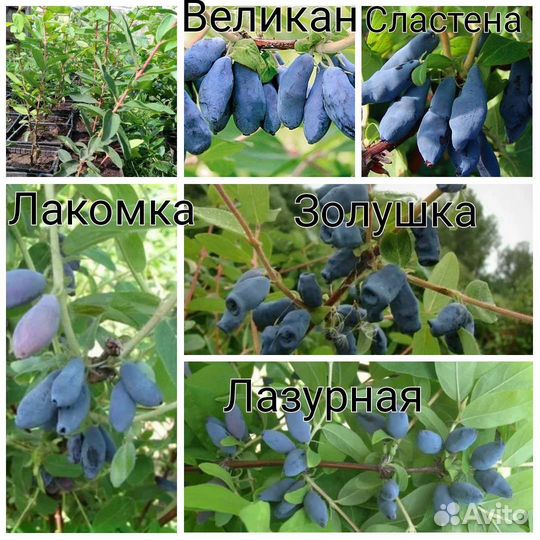 Саженцы Плодовых кустарников