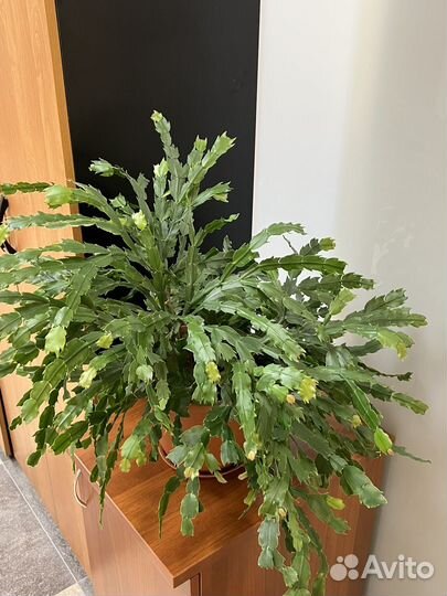 Шлюмбергера