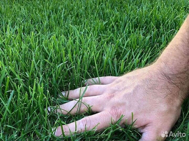 Натуральный газон с поля с доставкой
