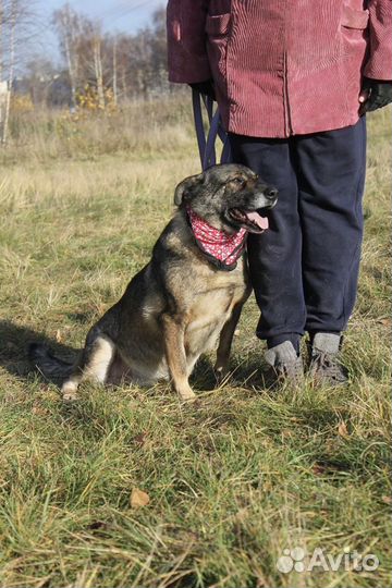 Собака в добрые руки, Дуня