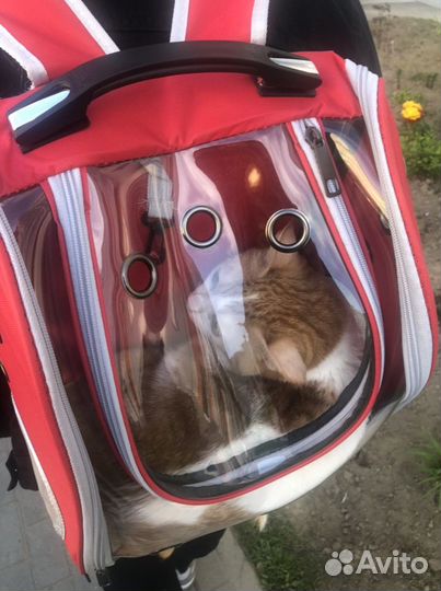 Рюкзак для котика, переноска