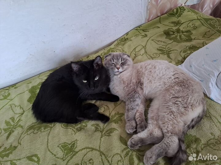 Отдам в добрые руки