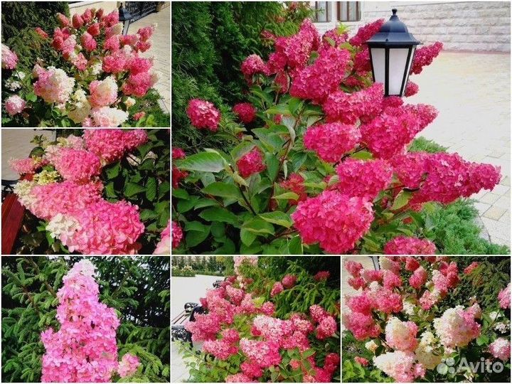 Гортензия Fraise Melba (Фрейз Мельба) в Р9