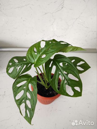 Монстера манки