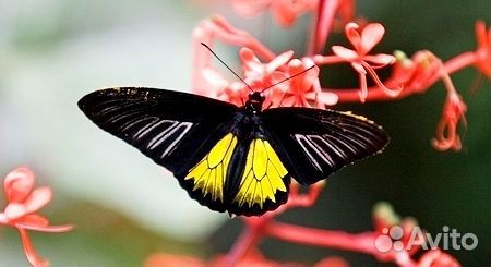 Увлекательная Детская мини ферма