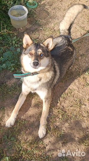 Собаки бесплатно в добрые руки