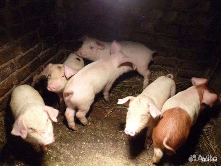 Поросята