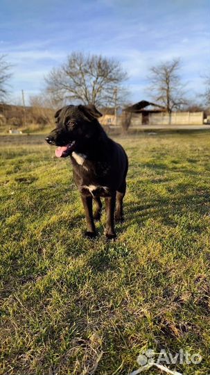 Собака в добрые руки