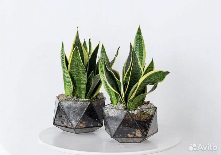 Сансевиерия, растение для офиса